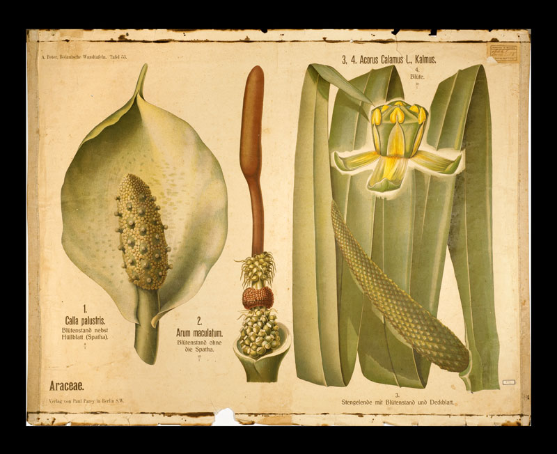 Tafel 53 Araceae